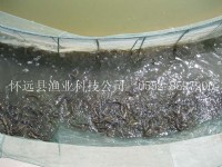 泥鰍苗